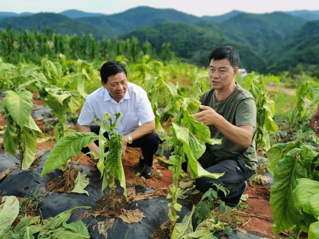 烟下村委会新项目，重塑乡村，共筑美好未来