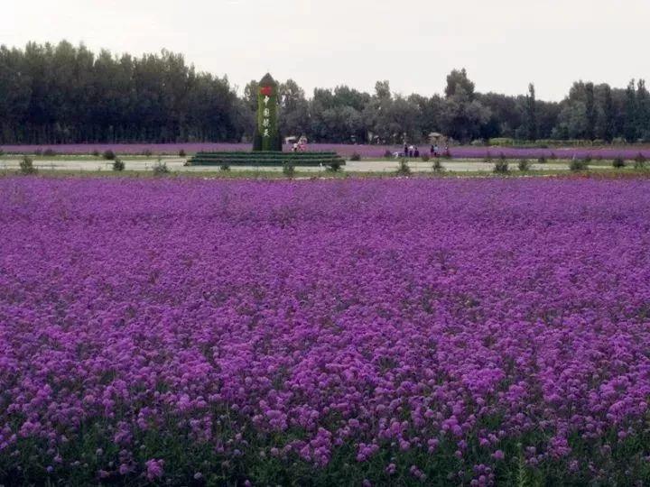 三站林场最新招聘启事全景解读