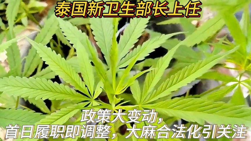 大麻镇人事任命揭晓，新篇章引领未来发展