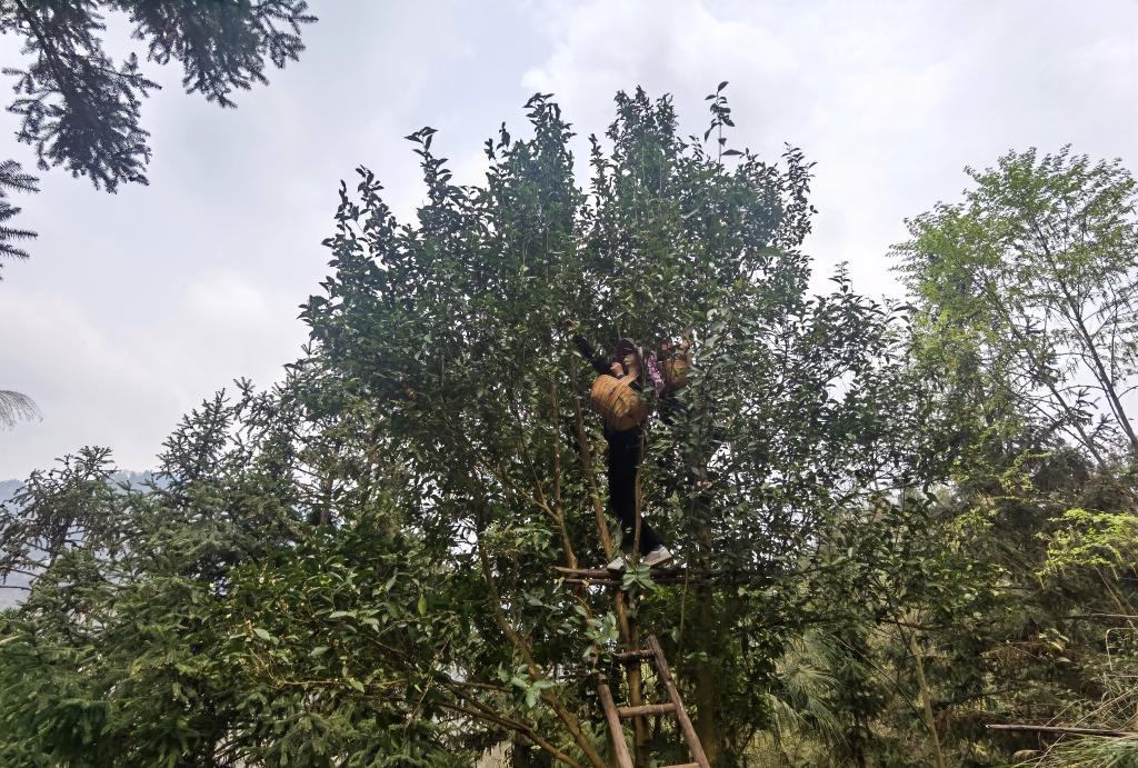 一芽一叶采茶机技术革新引领产业变革