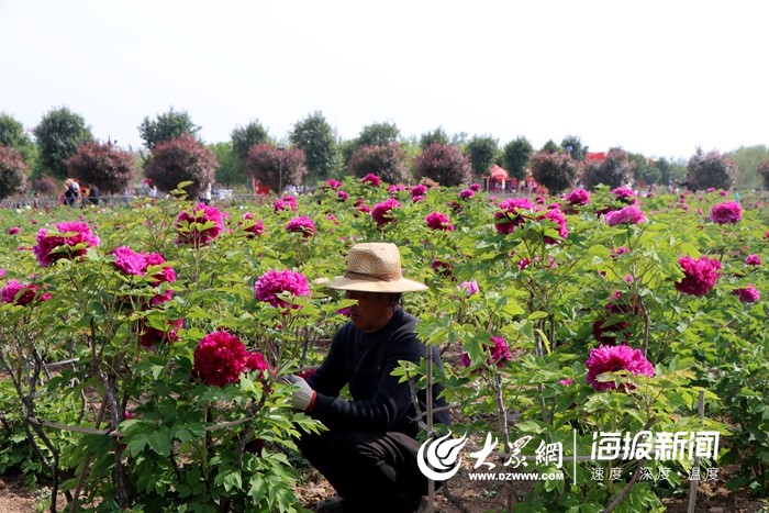 齐河牡丹园最新动态报道