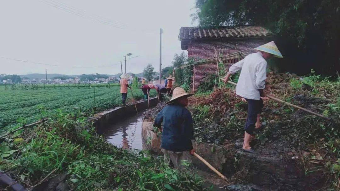 转枝莲村最新动态概览