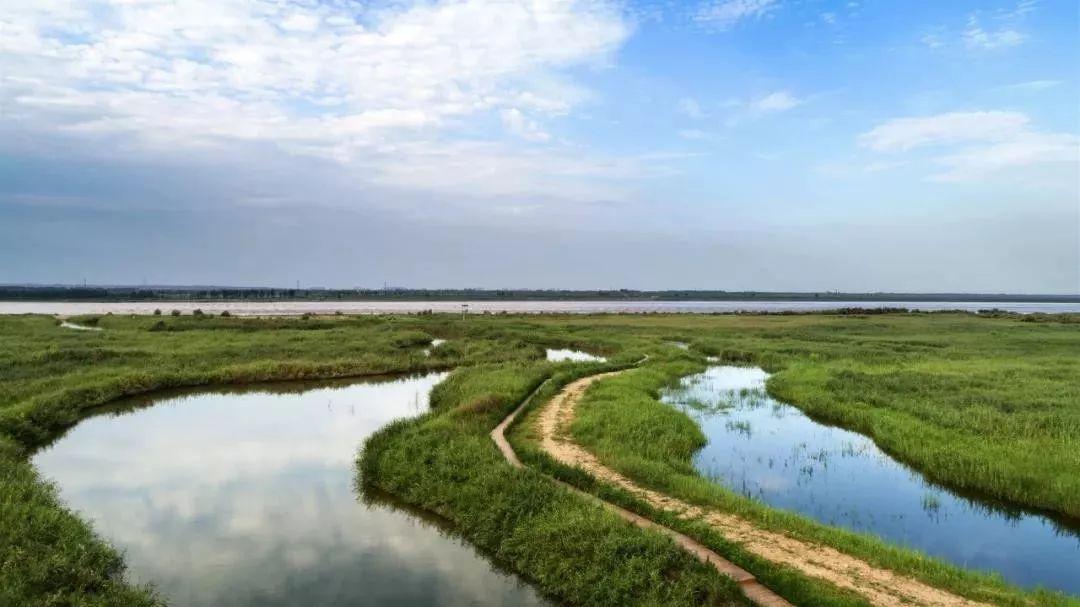 孟津龙泉湿地生态修复与保护成果展示，最新进展一览