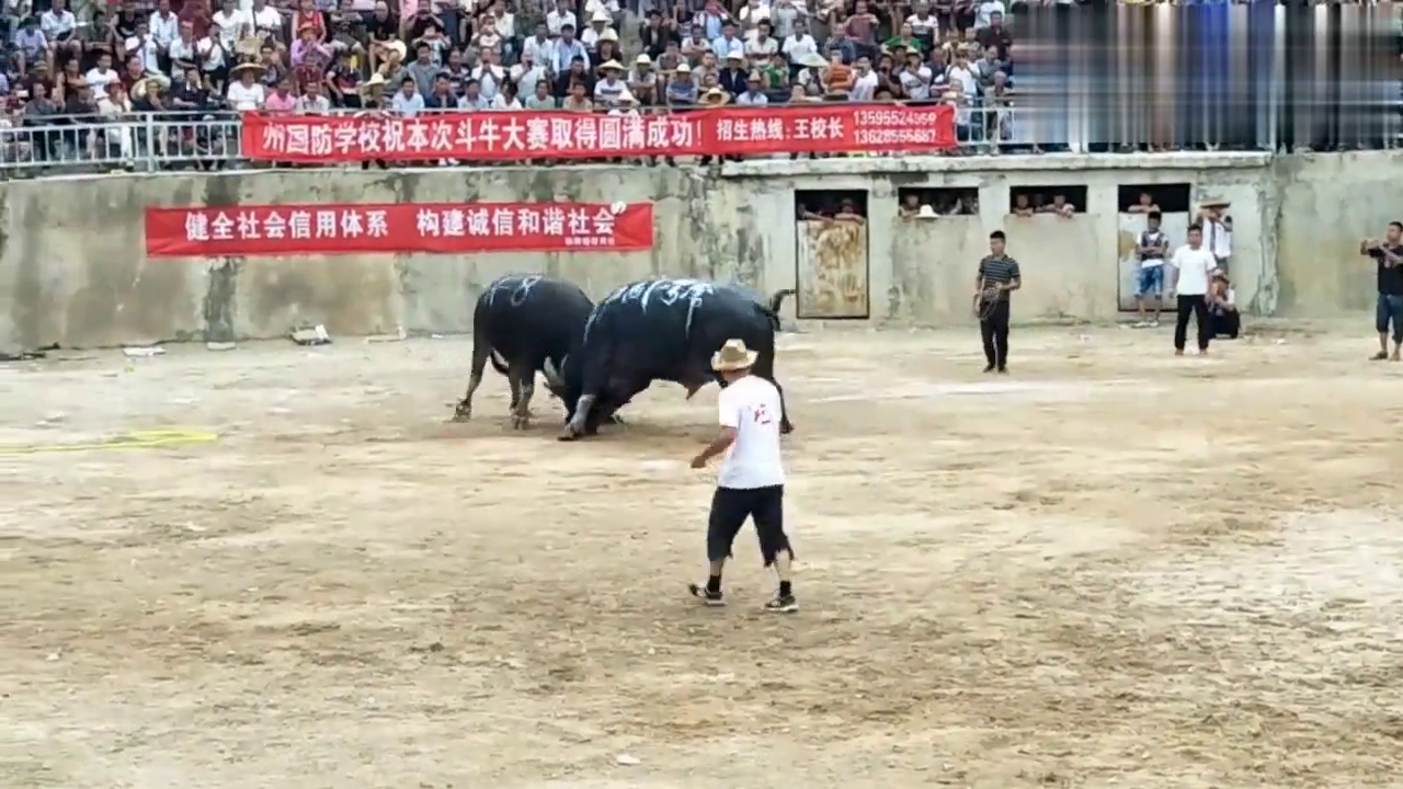 泸西一号牛王的最新动态