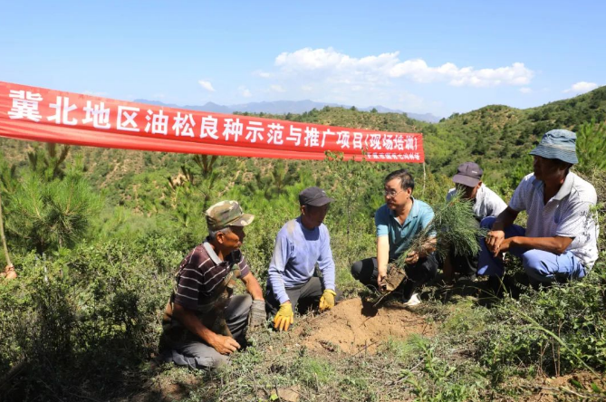 大岭山林场绿色发展新篇章，探索与实践最新项目